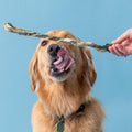 Polkadog Cod Skins for Dogs (2lb Regular) - Single Ingredient, Wild-Caught Fish Skin Natural Dog Treat Chews. High in Lean Protein & Omega 3. Hypoallergenic, Grain Free. Handcrafted & Made in USA
