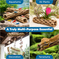SunGrow 3 Pack Shrimp Cholla Wood, Aquarium Driftwood Decor for Fish Tank Setup, Shelter Hideout and Grazing Surface, Ha
