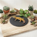 Reptile Basking Platform 6" Round Slate Rock Plate, Natural Tortoise Feeding Bowl Resting Stone for Bearded Dragon Turtl