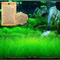 Freshwater Aquarium Decor, Easy Growing Dwarf Carpet for Fish Tank/Terrarium, Natural Aquatic Plant Growth Material – 1 