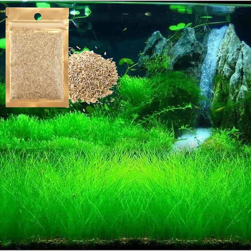 Freshwater Aquarium Decor, Easy Growing Dwarf Carpet for Fish Tank/Terrarium, Natural Aquatic Plant Growth Material – 1 