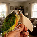 Bird Chew Toys Large Untreated Balsa Wood 6 Pack with Mount Clip, Multi Size Thick Wood Slice, Bird Cage Accessories for