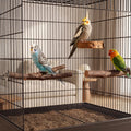 8PCS Bird Perches Set Natural Apple Wood Bird Cage Accessories Wooden Parrot Stand Hardwood Branches for Parakeets, Budg