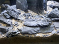 Natural Slate Stone 5 to 7 Inches - USA Sourced and Packaged for Aquascaping Aquariums, Terrariums, Paludariums, Reptile