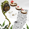 Jumping Spider Habitat Accessories Enclosure Habitat Accessories Jumping Spider Web Climbing and Feeding Platforms with 