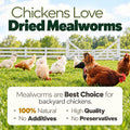 11LB Dried Mealworms for Chickens, Laying Hens, Ducks & Wild Birds