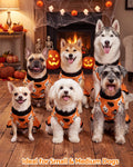CuteBone Halloween Ruffle Dog Sweater Dress for Medium Dogs(Spider&Pumpkin)