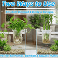 2 Pack Aquarium Plant Holder for Fish Tank with Suction Cup & Ext Hook
