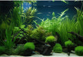 Aquarium Background Diverse Collection of Aquatic Plants Seagrasses Terrarium Background Redwood Root Moss Tropical Styl