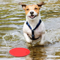 Chivao 15 Pack Dog Flying Disc, Soft Silicone Puppy Flyer Toy, Small Medium