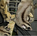 Exotic Nutrition Eucalyptus Sticks - Healthy Vitamin-Fortified Crunchy Chew Treat - Natural Treat for Sugar Gliders - Ma