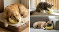 Deocove Pet Calming Pillow – 12-Inch U-Shaped Neck Support – Removable Filling to Add Pet’s Own Hair for Scent Comfort – Soft Plush Snuggle Toy for Anxiety Relief (Yellow)