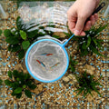 12 Pcs Aquarium Fish Net Cleaner Fish Tank Small Aquarium Nets Mini Cleaner Nets High Density Fishes Fine Tank Filter Ne