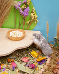 Niteangel Hamster Snack Treat Toy: Freeze-Dried Pumpkin & No Additive