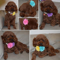 Dog Collar Flowers Attachement Bow Tie Accessories for Pet Grooming 4pcs