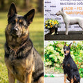 Heavy Duty Dog Choke Collar Slip Dog P Chain Snake Collar Plating Anti-Rust Dog Training Collars for Small Large Dogs Bl