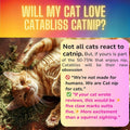 catabliss Catnip for Cats – 1oz Jar - 100% Essential Natural Cat Nip Herb Resealable Jar - Fresh Aroma Stimulates Activity & Enhancing Play for Indoor Cats - Great for Cat Nip Toys, Play & Training