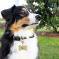 Stainless Steel Pet Collar Tag Clip, Contour Carabiner- 2 Sets