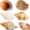 5PCS Extra Large Hermit Crab Shells 3"-4.7", Opening 1.6"-2.7"