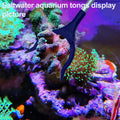 Coral Reef Grabber,Coral Feeder,Aquarium Veggie Feeder,Fish Tank Food Clip,Fish net(Reef Grabber and Coral Feeder Kits (