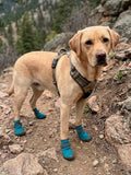 Dog Shoes Breathable Non-Slip Outdoor Booties for Small Medium Dogs, Pet Boots Paw Protector for Hot Pavement Hardwood F