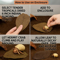 Hermit Crab Tank Accessories – 10 Pcs 6" Indian Almond Catappa Leaves, Natural Leaf Litter for Hermit Crab Habitats, Aqu