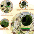 Jumping Spider Accessories - Moss Hideout with Hemp Rope Bridge