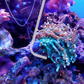 KABASI Waste Clean Tool Coral Fish Feeder with 2PCS Extension Pipes