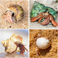 21PCS Hermit Crab Shells 1.3"-3.2", Growth Turbo Seashells