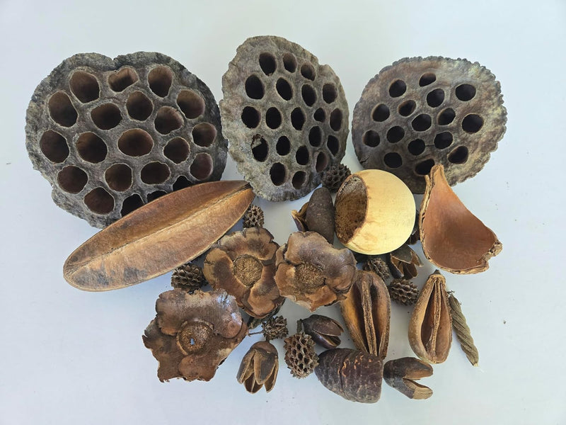 Seed Pod Aquarium Decor Botanical for Shrimp Hides and Breeding, Water Conditioner Betta Fish Botanicals, Isopods, Repti