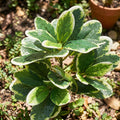 EupHHonycs Reptile Plants Artificial Leaves Reptile Tank Decorations