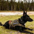 WALITEFU Service Dog Patches 2Pcs, Servcie Dog ID Tag Easily Attach to Collar, Harness, Vest (Medium- 1.18 x 4.33)