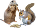 Exotic Nutrition Antler Chews - Safe Small Animal Chew - Natural Source of Healthy Minerals - Chinchilla, Hamster, Degu,