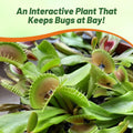 Outsidepride Venus Flytrap Seeds - 10 Pcs Perennial, Unique & Carnivorous, Indoor Plant Seeds for House Plants, Easy to 