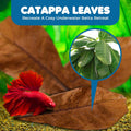 SunGrow 10 Indian Almond (Catappa) Leaves 4″-7″ for Betta Fish – Natural Aquarium Water Conditioner, Adds Tannins, Lower