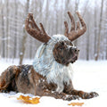 Onmygogo Funny Pet Reindeer Moose Costumes for Dog, Cute Furry Pet Wig for Halloween Christmas, Pet Clothing Accessories