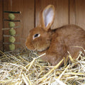 LWINGFLYER 4 Pack Bunny Chew Toys Apple Wood Chews Rabbit Cage Hanging Grass Cake Snack Treat for Teeth Grinding Improve