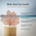 Sea Fan Coral 7-10" - Nautical Decorations - Beach Home Decor - Decorative Coral