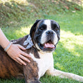 Pettsie Dog Bow Tie Collar & Matching Owner Friendship Bracelet