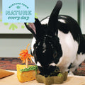 Oxbow Timothy Hay Star Dish, Rabbit & Guinea Pig Toy, Marigold Petals