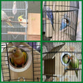 kathson Cockatiel Nesting Box,Bird Nest House,Parakeet Breeding Mating Hut,Parakeet Nesting Box for Budgie,Lovebirds,Conure,Canary,Finch and Small Medium Birds,XL