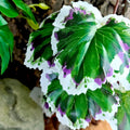Woyrise Tall Reptile Plants for Terrarium,Habitat Decor,Artificial Plant