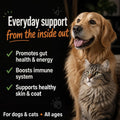 TummyWorks Probiotics for Dogs & Cats with Prebiotics, 160 Scoops. Made USA