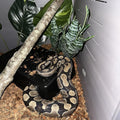 Amypet Large Snake Hides for Ball Pythons and Different Reptiles Durable Material Easy to Clean 16.5 x10.6 x 4.3inch (XX