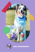 I AND LOVE AND YOU Wet Dog Food, Double Dog Variety Pack | 13oz (6 Pack)