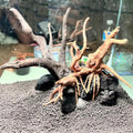 Tfwadmx 10 Pcs Aquarium Black Lava Rock Fish Tank Volcanic Pumice Stones for Fish Shrimp Betta(1.18''-1.96'')