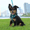 Pawtitas Coral Dog Leash 6 ft XS/S Reflective Durable Lightweight Recycled Lead for Small Dogs and Puppies