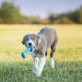 KONG Puppy Goodie Bone - Stuffable Toy - Natural Rubber Chew for Puppies - Toy for Teething - for Small Puppies - Blue