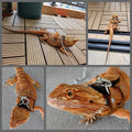 Bearded Dragon Harness and Leash Adjustable(M,L,XL) - Soft Leather Reptile Lizard Leash Accessories for Bearded Dragon, 