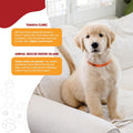 TabBand Max Premium Pet ID Collars - 20 Inch - 500 Count - Yellow - Waterproof, Writable, Tear-Resistant Identification Bands with Easy Release for Vets, Shelters, and Boarding Facilities.